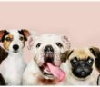 Süße Hundenamen: 30 süße Hundenamen zum Verlieben ( Foto: Shutterstock-Rawpixel.com )