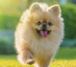 Seltene Hundenamen: 30 einzigartige Hundenamen ( Foto: Shutterstock- wirakorn deelert )