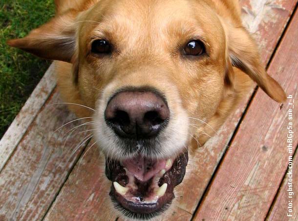 hund hat bauchschmerzen was tun