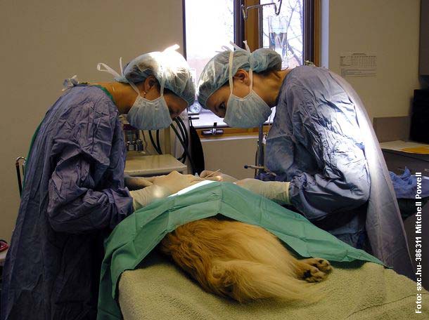 Operationen für Hunde und Katzen