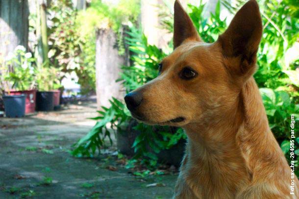 Kinderbuch "Mein erstes Haustier" Hunde