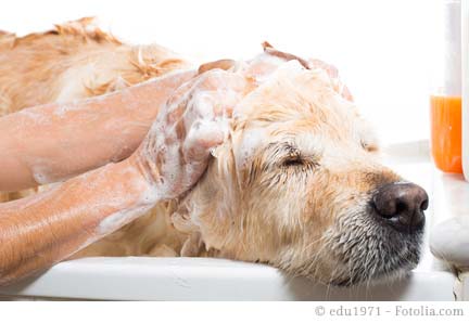 Allen Dog Grooming Allen Dog Grooming