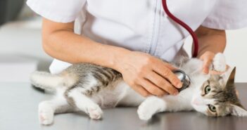 Mit der Katze zum Tierarzt Mit der Katze zum Tierarzt