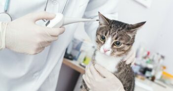 Katzenschnupfen – Eine typische Katzenkrankheit Katzenschnupfen - Eine typische Katzenkrankheit