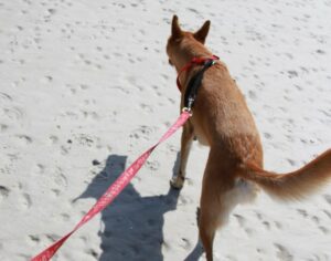 Italien-Hundeurlaub: Maulkorb und Leine!