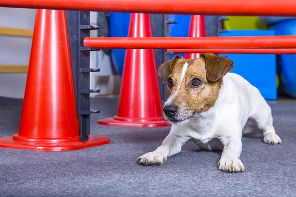 Zu diesem Jack Russel würde der englische Name Prinz gut passen. (#04)