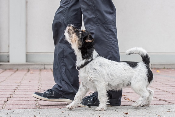 Wenn eine Hundedame sehr ausgeglichen ist und sie nichts aus der Ruhe bringen kann, würden wir sie Easy nennen.