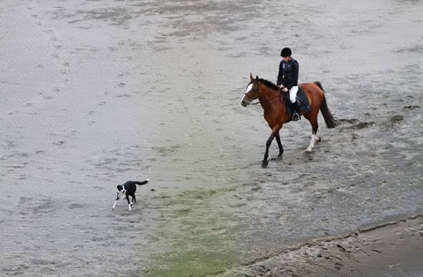 Bild 1: Reiter und Hund am Strand unterwegs – was gibt es Schöneres