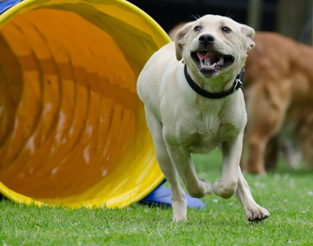 Der Labrador hat großen Spaß an sportlicher Bewegung wie zum Beispiel Agility.