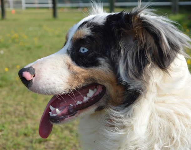 Bild 3: Der Australian Shepherd ist immer aufmerksam und quasi immer im Dienst.