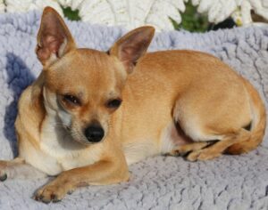 Bild 3: Die wohl häufigste Farbe und Form des Chihuahuas