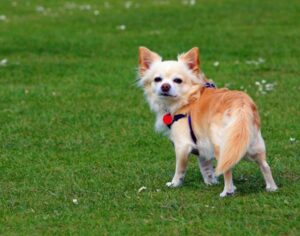 Bild 2: Dieses Bild zeigt die langhaarige Form des Chihuahua.
