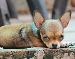 Bild 4: Von klein auf sollte man seinen Chihuahua konsequent und liebevoll erziehen.