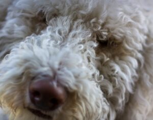 Bild 2: Ein Curly Coat Doodle – der Labradoodle mit gelocktem Fell