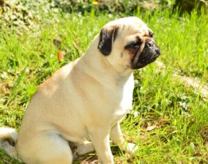 Bild 3: Der Mops liebt es draußen unterwegs zu sein.