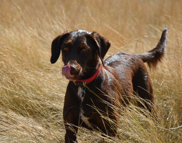 Die etwas schmalere Form des Labradors wird in einigen Gebieten noch für die Jagd gezüchtet und eingesetzt.