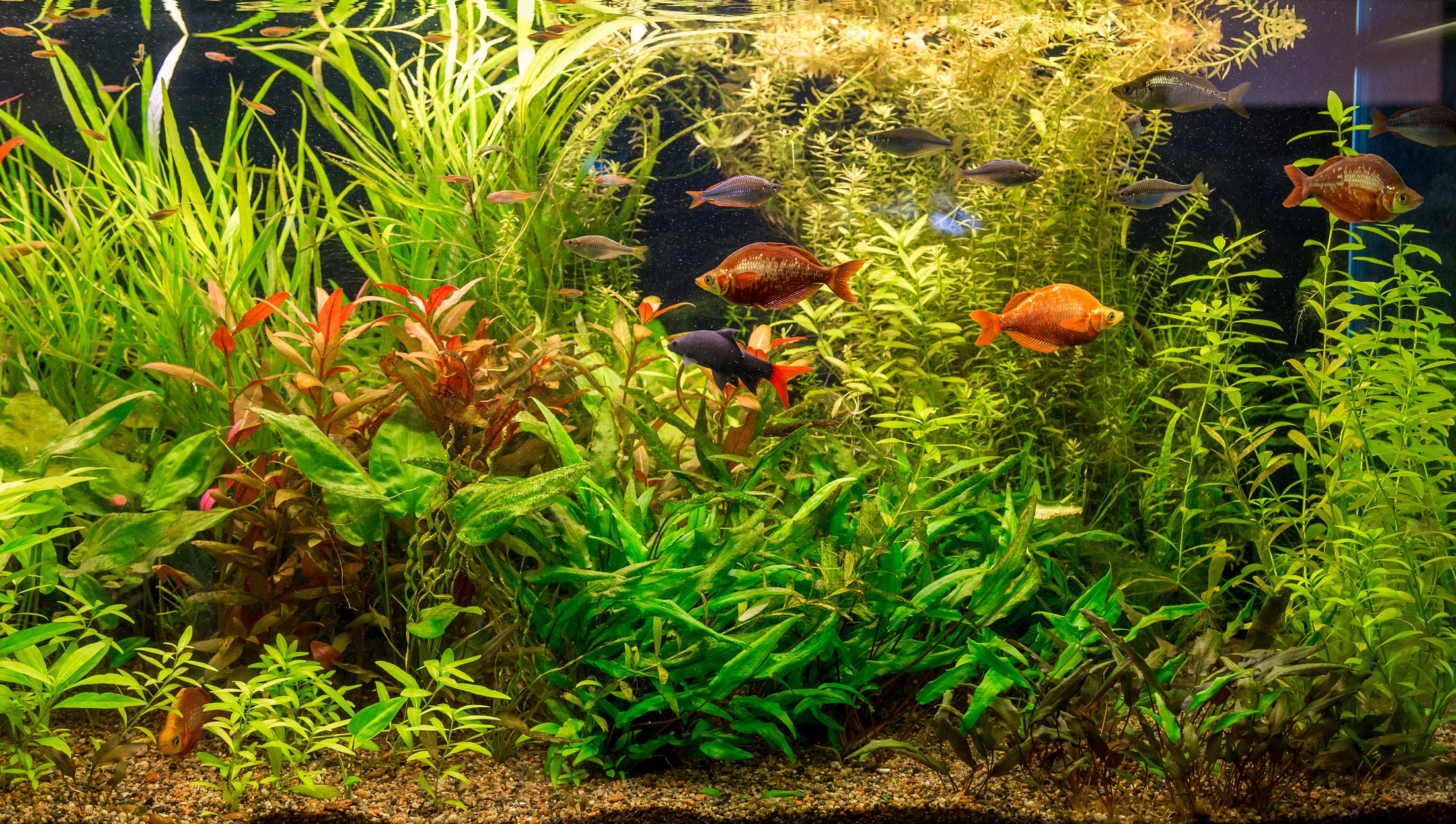 BrustflossenParade Die 5 schönsten Süßwasserfische fürs Aquarium