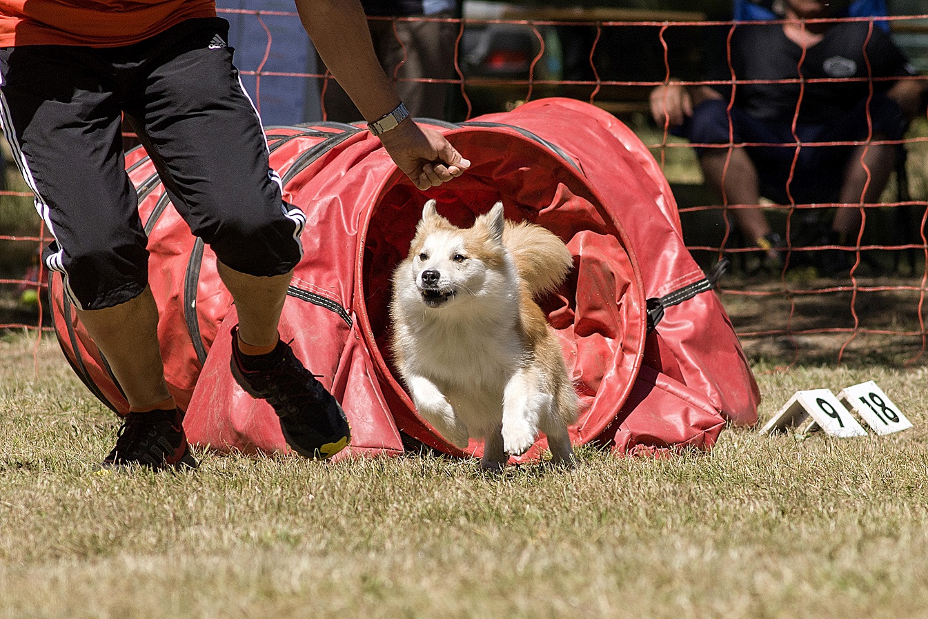 Den Hund mit AgilityTraining fit und gesund halten