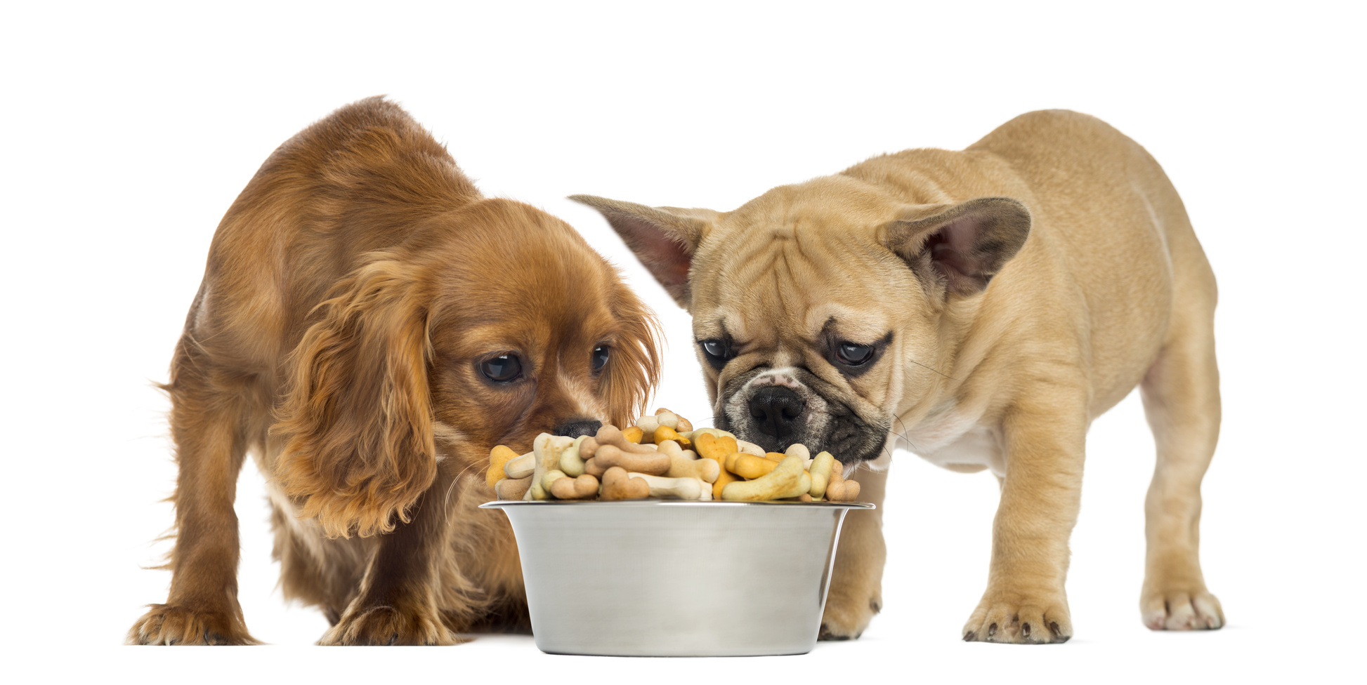What Is The Name Of Aldi Dog Food What Is The Name Of Aldi Dog Food