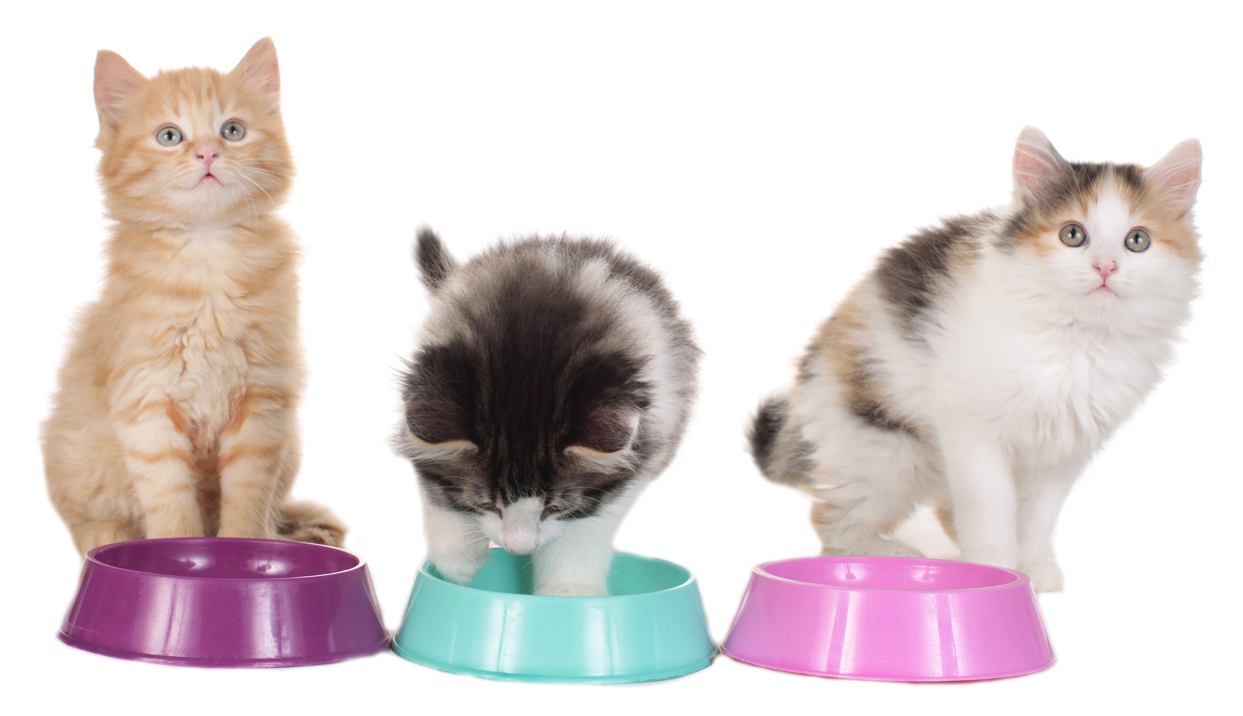 Was ist besser für Katzen Nassfutter oder Trockenfutter
