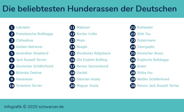 Infografik: Die beliebtesten Hunderassen der Deutschen