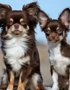 Chihuahua: das musst Du tun, um mit ihm auszukommen (Foto: shutterstock - otsphoto)