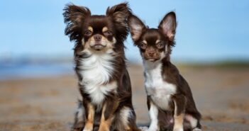 Chihuahua: das musst Du tun, um mit ihm auszukommen (Foto: shutterstock - otsphoto)
