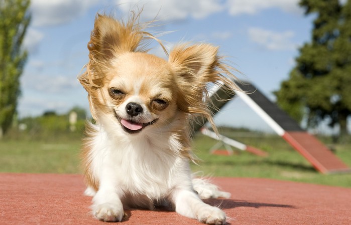 Die bevorzugten Aktivitäten des Chihuahua sind Spazierengehen und Agility. (Foto: shutterstock - cynoclub)