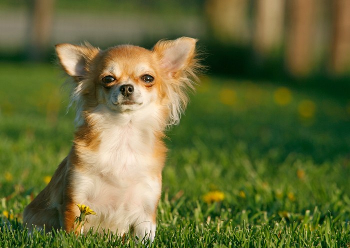 Der Charakter des Chihuahua? Sehr temperamentvoll und viel Ego. (Foto: shutterstock - Jennay Hitesman)