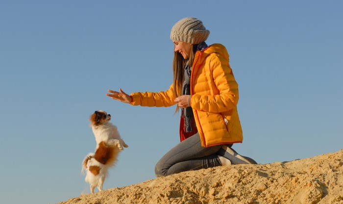 Mit der Erziehung des Chihuahua muss man früh und energisch beginnen. (Foto: shutterstock - Ruslan Shugushev)