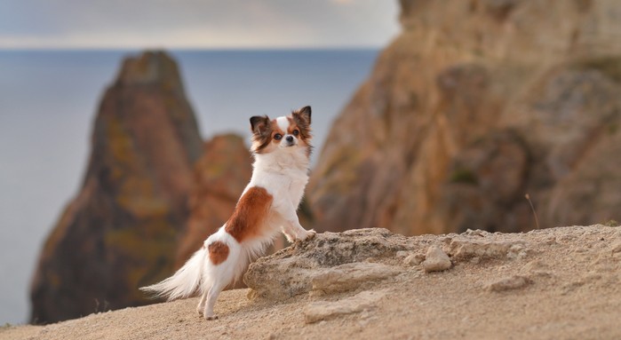 Die Geschichte des Chihuahua? Er kommt aus der Stadt Chihuahua in Chihuahua. Ehrlich! (Foto: shutterstock - Hurianova Olga)