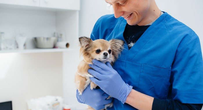 Gesundheit & Pflege sind beim Chihuahua etwas schwierig. (Foto: shutterstock - Andrii Medvednikov)