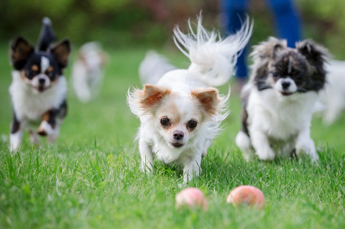 Für die Chihuahua-Welpen sollte das zuhause hundesicher gemacht werden. Wirklich. (Foto: shutterstock - alexks)