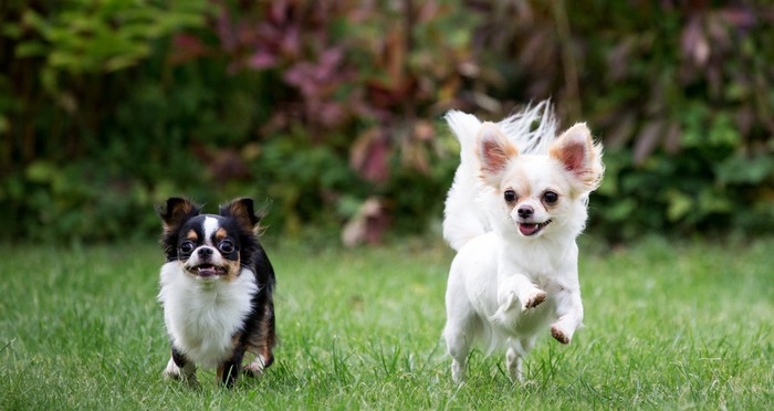 Wie passt der Chihuahua zu mir? Na, raten Sie mal.. (Foto: shutterstock - alexks)