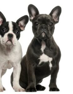 Französische Bulldogge: so wird Dein bester Freund daraus (Foto: shutterstock - Eric Isselee)