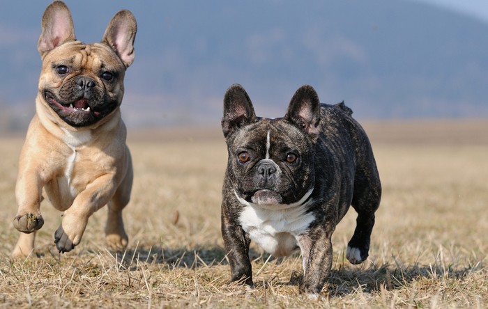 Aktivitäten und Sport für die Französische Bulldogge. Mehr die kleinen Brötchen, aber stets mit Elan! (Foto: shutterstock - anetapics)