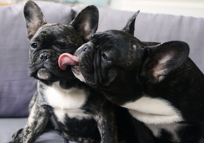 Zur Ernährung der französischen Bulldogge gibt es auch einiges zu sagen. (Foto: shutterstock - DreamBig)