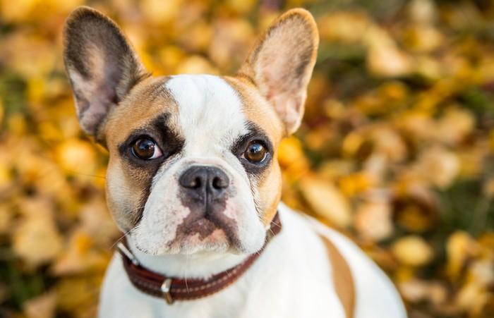 Die Erziehung der Französischen Bulldogge und ihrer Welpen sollte ebenso konsequent wie liebevoll erfolgen. Wie das zu kombinieren ist? Finden Sie es heraus! (Foto: shutterstock - Vikafoto33)