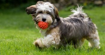 Havaneser: wann die sportive Seidenwolke perfekt zu Dir passt (Foto: shutterstock - Dorottya Mathe)