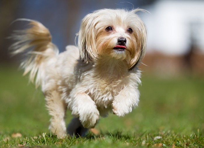 Die Gesundheit des Havanesers ist sehr robust. (Foto: shutterstock - BIGANDT.COM)