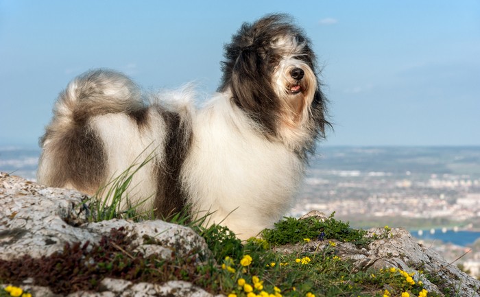 Wie finde ich einen guten Havaneser-Züchter? Unsere Tipps erklären es Ihnen. (Foto: shutterstock - Dorottya Mathe)