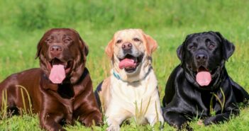 Labrador Retriever: Was er braucht und was er Dir gibt! (Foto: shutterstock - Rosa Jay)