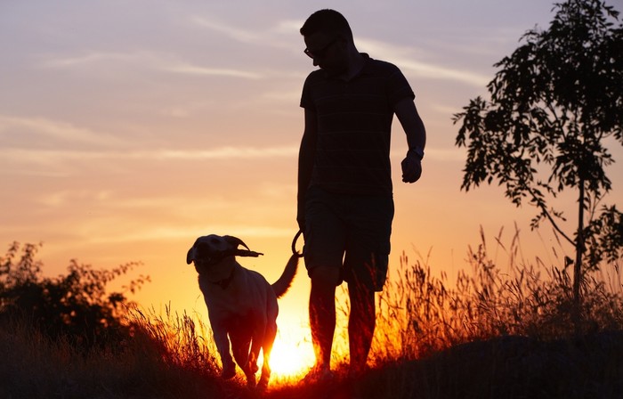 Ein Labrador Retriever liebt lange und arbeitsreiche Spaziergänge und anstrengende Aktivitäten jeglicher Art. (Foto: shutterstock - Jaromir Chalabala)