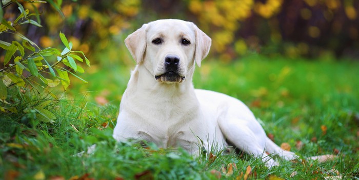 Was gehört zur Anschaffung eines Labrador Retriever? Es ist nicht nur die Frage der Kosten. Der Labbi braucht Platz in Wohnung und leben. Dessen muss man sich bewusst sein.