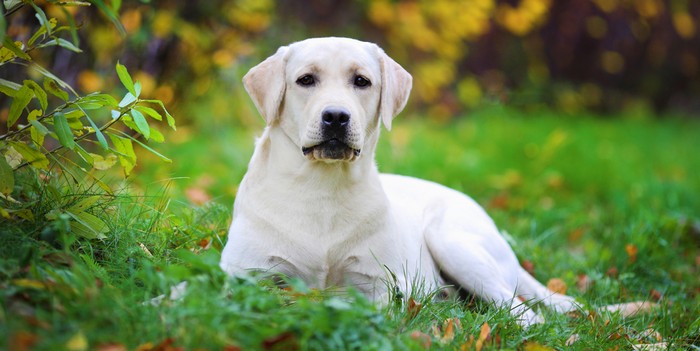 Was gehört zur Anschaffung eines Labrador Retriever? Es ist nicht nur die Frage der Kosten. Der Labbi braucht Platz in Wohnung und leben. Dessen muss man sich bewusst sein. 