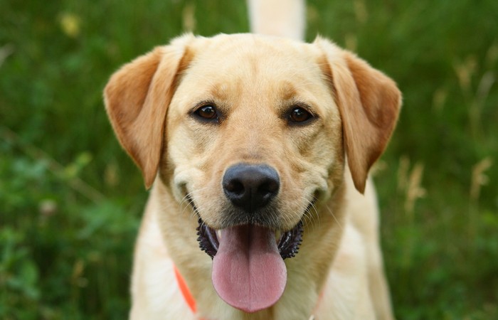 Der Charakter des Labrador Retriever?