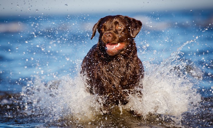 Die Erziehung des Labrador Retriever? Die darf ruhig im Wasser stattfinden... (Foto: shutterstock - otsphoto)