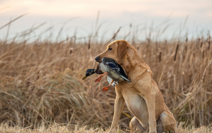 Die Geschichte des Labrador Retriever? Die hat natürlich mit Wasser und der Jagd zu tun. Auf dem Foto sieht man es auch: es liegt ihm! (Foto: shutterstock - Lauren Pretorius)