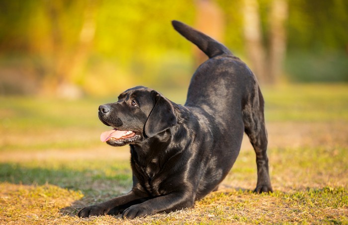 Wie passt der Labrador Retriever zu mir? Nun, auf jeden Fall braucht er viel Platz und reichlich Bewegung! (Foto: shutterstock - Natalia Fedosova)