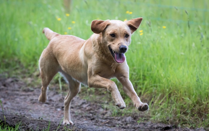 Labrador Retriever-Welpen wünschen sich ein vorbereitetes Zuhause. (Foto: Shutterstock Daz Stock)